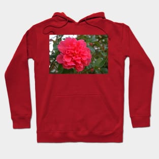 Camellia Hoodie